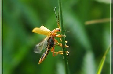 w locie ;D #makro #chrząszcz