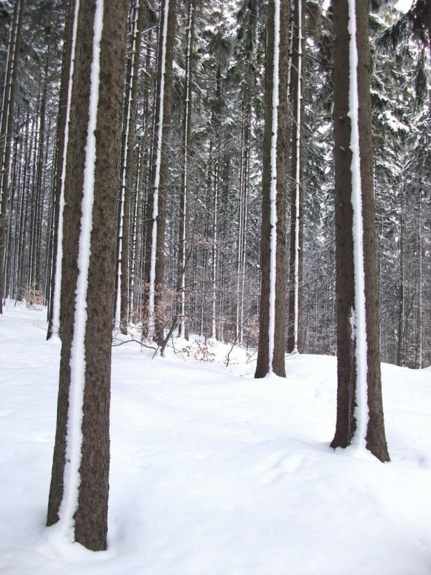 Drzewa w pasy :)) #zima #śnieg #szadź #GóryIzerskie
