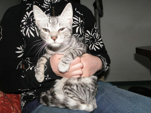 Koty do adopcji