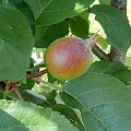 Dojrzewające Jabłko #jabłko #jabłoń #natura #rosliny #kwaiatki #roslinność #roslinnosc #macro #piękno #działka #dojrzewanie #rozkwit #lato #wiosna #ciepło #owoce #drzewka #ogród #ogrod #zbiory #plony #OwoceNatury #wieś #wioska