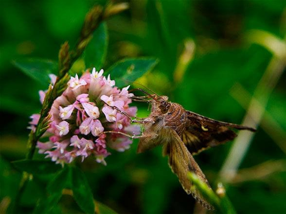 #motyl #owad #łąka #lato #makro #zapylać