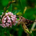#motyl #owad #łąka #lato #makro #zapylać
