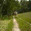#pająk #pajęczyna #wieś