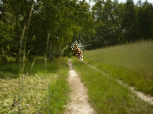 #pająk #pajęczyna #wieś