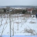 winnica dolina sanu, www.winnica-dolinasanu.pl przycinanie , zbiór winogron #WinnicaDolinaSanu #ZbiórWinogron