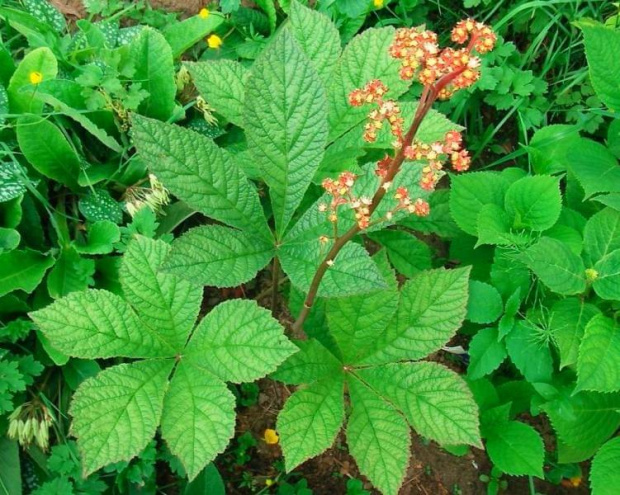 Rodgersia pinnata Hercules (Rodgersja pierzasta) Herkules