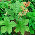 Rodgersia pinnata Hercules (Rodgersja pierzasta) Herkules