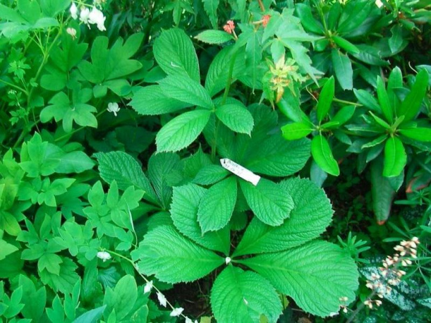 Rodgersia Die Stolze