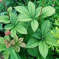 Rodgersia Maurice Mason