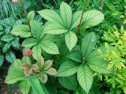 Rodgersia Maurice Mason