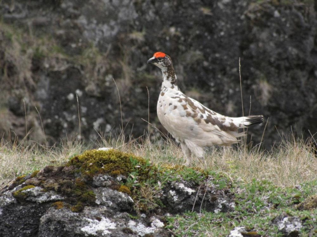 Pardwa gorska (Lagopus muta) #ptaki #pardwa #natura #przyroda