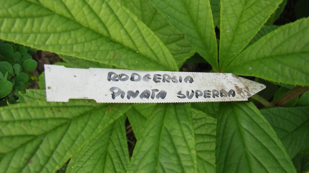 Rodgersia pinata Superba
Rodgersja pierzasta Superba