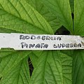 Rodgersia pinata Superba
Rodgersja pierzasta Superba