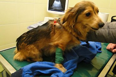 Koty do adopcji #adopcja #adopcje #Gliwice #kocięta #kot #kotki #koty #pomoc #przygarnę #schronisko #zaadoptuję #zwierzęta