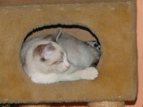 Koty do adopcji #adopcja #adopcje #Gliwice #kocięta #kot #kotki #koty #pomoc #przygarnę #schronisko #zaadoptuję #zwierzęta