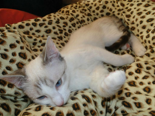 Koty do adopcji #adopcja #adopcje #Gliwice #kocięta #kot #kotki #koty #pomoc #przygarnę #schronisko #zaadoptuję #zwierzęta
