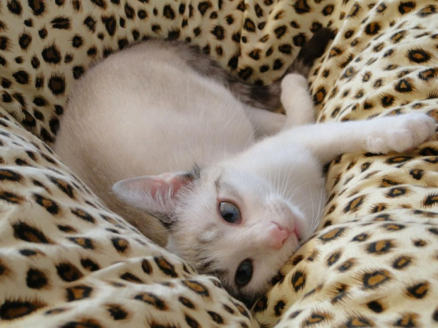 Koty do adopcji #adopcja #adopcje #Gliwice #kocięta #kot #kotki #koty #pomoc #przygarnę #schronisko #zaadoptuję #zwierzęta