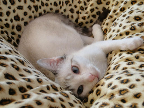 Koty do adopcji #adopcja #adopcje #Gliwice #kocięta #kot #kotki #koty #pomoc #przygarnę #schronisko #zaadoptuję #zwierzęta