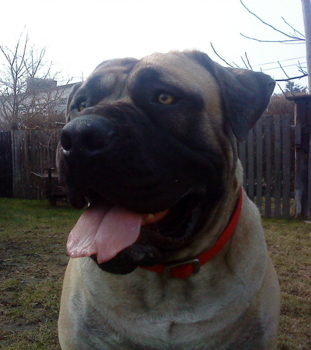 Boerboel Szejk, Shek Xantiland marzec 2012 #boerboel #Shek #Szejk #Xantiland