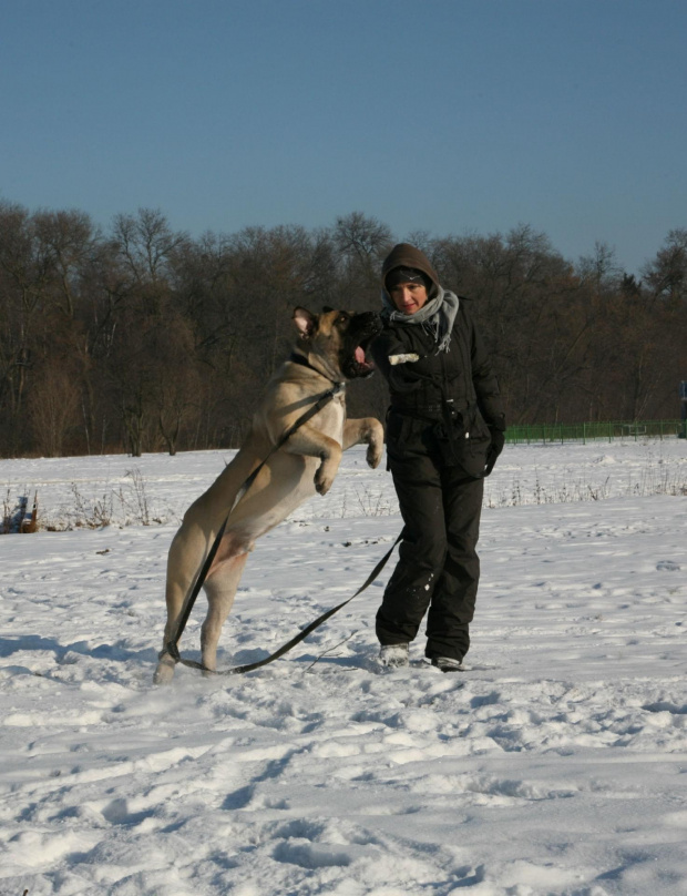 boerboel Szejk, Shek Xantiland, #boerboel #mastif #Shek #Szejk