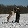 boerboel Szejk, Shek Xantiland, #boerboel #mastif #Shek #Szejk