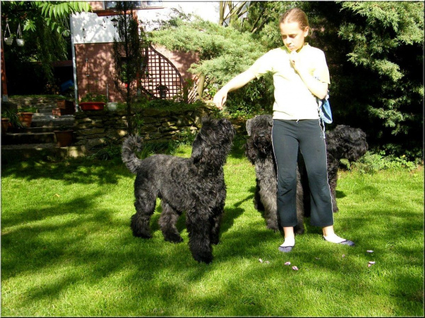 Lejdiś i Dyzio...Bouvier des Flandres #BouvierDesFlandres #Breldream #LooserBreldream #LadybirdBreldream