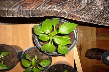 #papryczki #hodowla #chili #serrano #cayenne #habanero