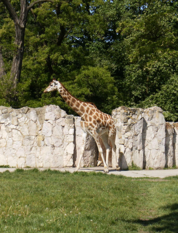 Zoo Wrocław :)