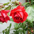 różyczka #ogród #natura #rosliny #kwiatki #roslinność #roslinnosc #macro #piękno #działka #dojrzewanie #rozkwit #lato #wiosna #ciepło #owoce #drzewka #ogrod #zbiory #plony #OwoceNatury #wieś #wioska #róża #różyczka #roza
