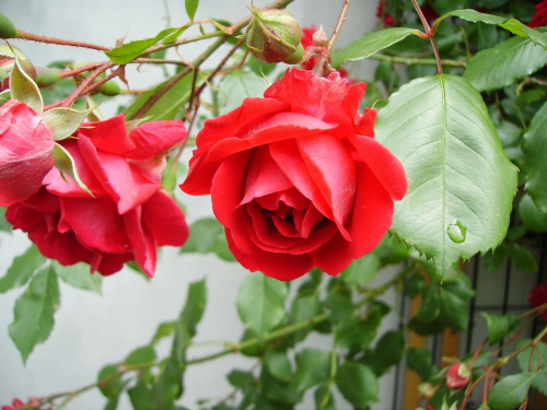 różyczka #ogród #natura #rosliny #kwiatki #roslinność #roslinnosc #macro #piękno #działka #dojrzewanie #rozkwit #lato #wiosna #ciepło #owoce #drzewka #ogrod #zbiory #plony #OwoceNatury #wieś #wioska #róża #różyczka #roza