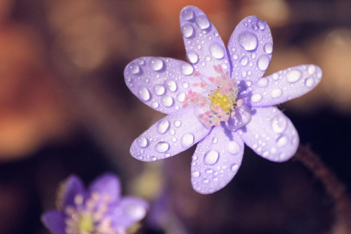 przylaszczek czar... #flora #kwiat #makro #natura #przylaszczka #przyroda #wiosna