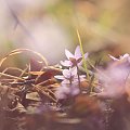 przylaszczek czar.. #flora #kwiat #makro #przylaszczka #wiosna
