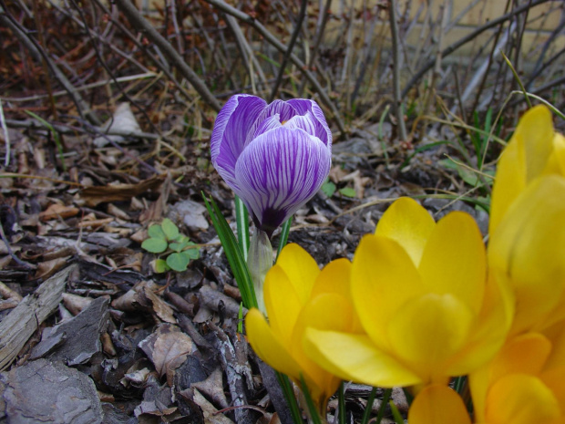 Wiosna 2012 #BestFlower #flowers #krokus #Krokusy #ogród #wiosna