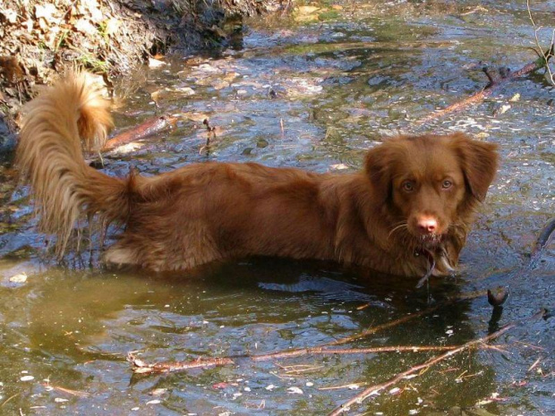 #NovaScotiaDuckTollingRetriver