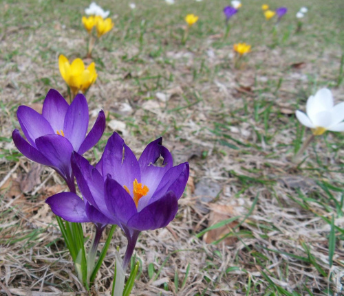 Pięknego i kolorowego przedświątecznego tygodnia :) #karpacz #krokusy #park #wiosna