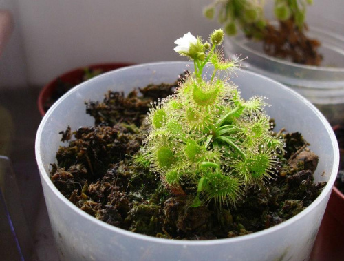 drosera #drosera #rosiczka