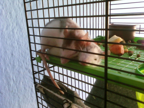 Lili użyta jako materac z poduszką. #Szczury