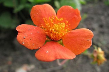 zdjęcia różne. #makro #zwierzęta #portrety