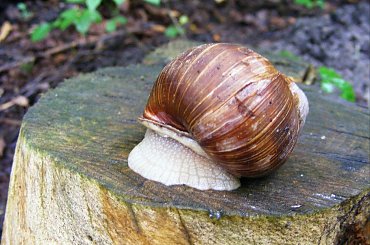 winniczek #ślimak #ślimaki #winniczki #winniczek