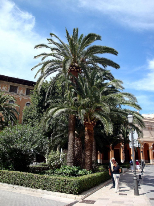 Palma de Mallorca - śliczne palmy jak na Palmę przystało :))) #Majorka #PalmaDeMallorca
