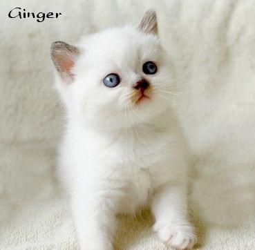 Ginger