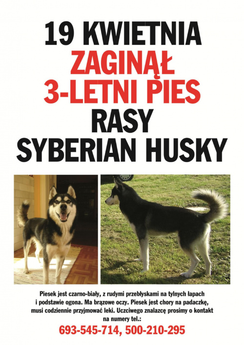 zaginął pies