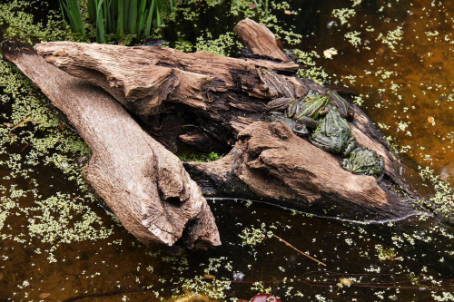 Ile żabek widzisz???:) #żaba #przyroda