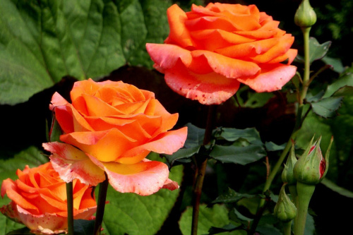 trzy różyczki ;) #kwiat #ogród #róża