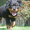 ricca #rottweiler