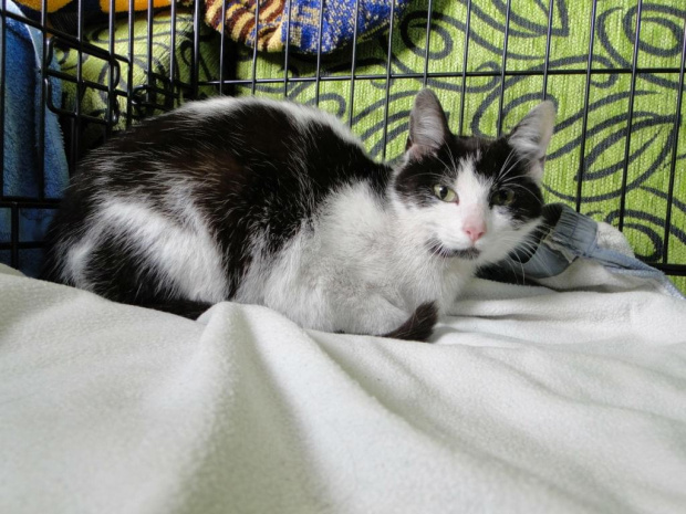 Koty do adopcji #adopcja #adopcje #Gliwice #kocięta #kot #kotki #koty #pomoc #przygarnę #schronisko #zaadoptuję #zwierzęta