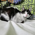Koty do adopcji #adopcja #adopcje #Gliwice #kocięta #kot #kotki #koty #pomoc #przygarnę #schronisko #zaadoptuję #zwierzęta