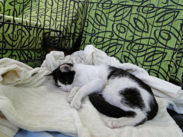 Koty do adopcji #adopcja #adopcje #Gliwice #kocięta #kot #kotki #koty #pomoc #przygarnę #schronisko #zaadoptuję #zwierzęta