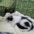 Koty do adopcji #adopcja #adopcje #Gliwice #kocięta #kot #kotki #koty #pomoc #przygarnę #schronisko #zaadoptuję #zwierzęta