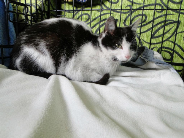 Koty do adopcji #adopcja #adopcje #Gliwice #kocięta #kot #kotki #koty #pomoc #przygarnę #schronisko #zaadoptuję #zwierzęta
